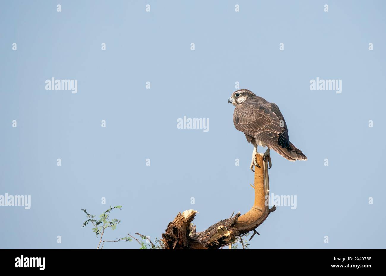 Un falco lagare arroccato sulla cima di un albero nelle praterie di tal chappar blackbuck Sanctuary durante un safari nella fauna selvatica Foto Stock