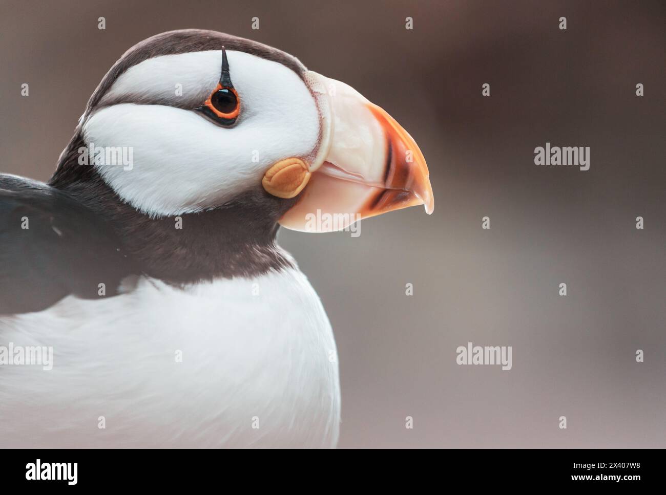Cornuto Puffin (Fratercula corniculata), Immagine ravvicinata Foto Stock