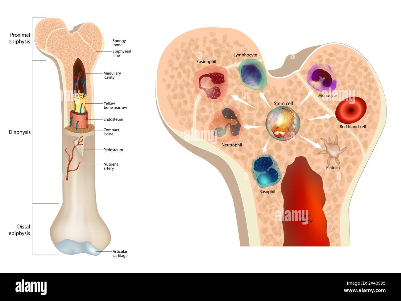 Midollo osseo. Cellule staminali. Illustrazione Vettoriale
