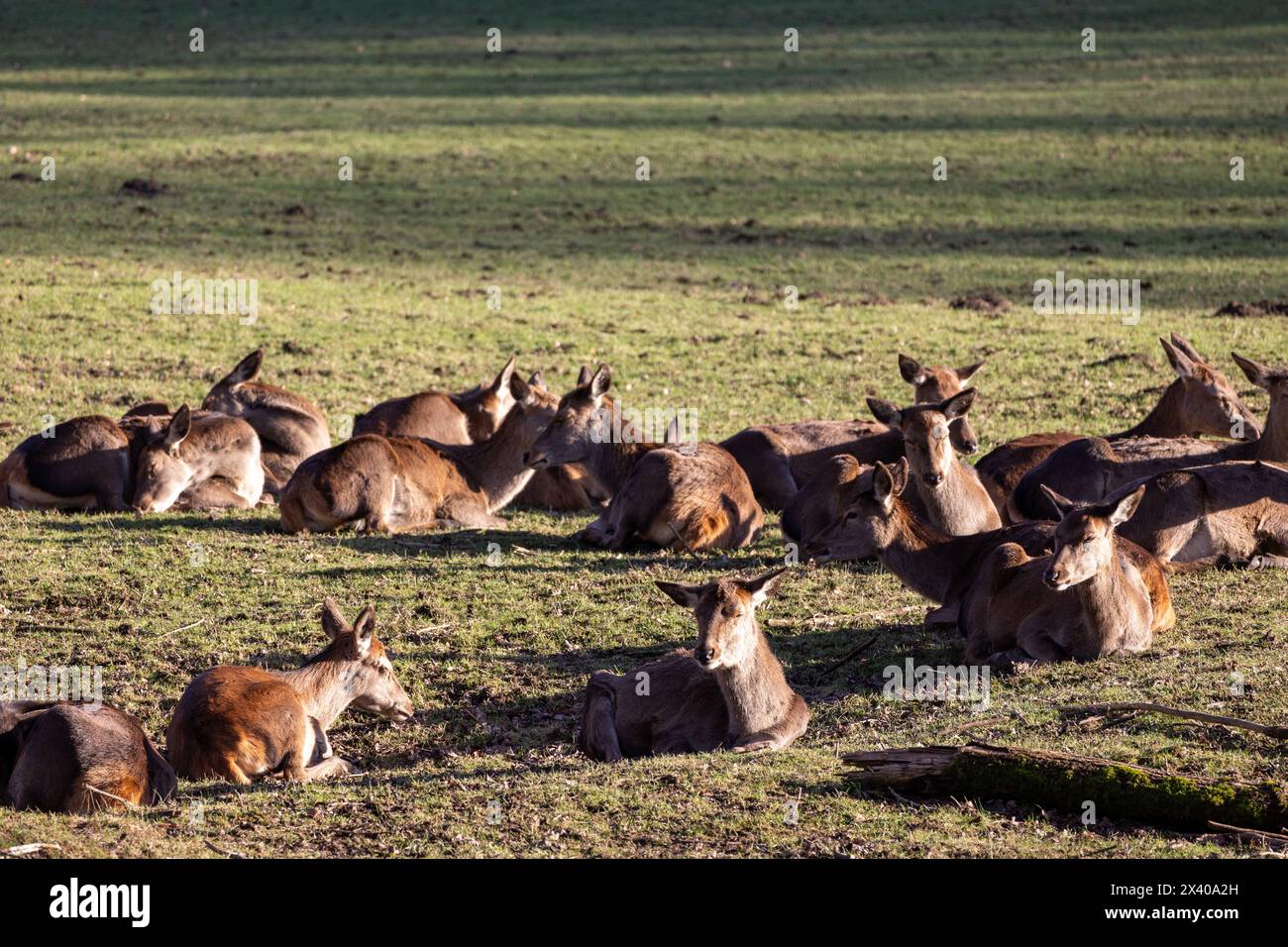 Cervi in natura. Natura selvaggia. Cervi in natura. Foto Stock