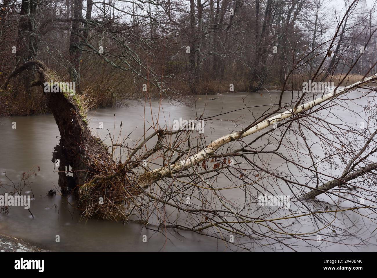una betulla sradicata che cadde nel lago alla fine dell'autunno Foto Stock