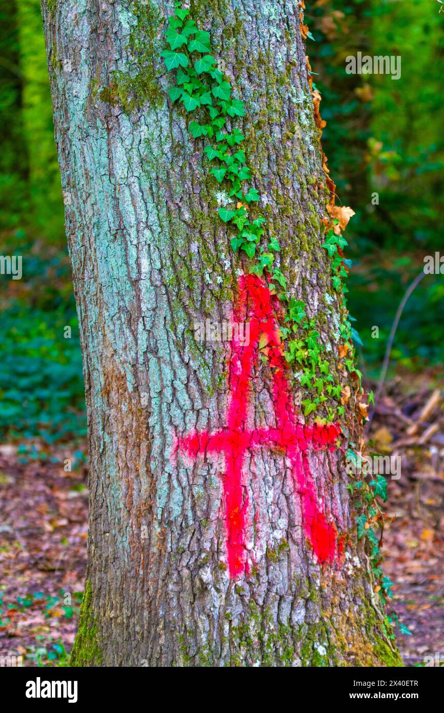 caterpillar processionario per querce Foto Stock