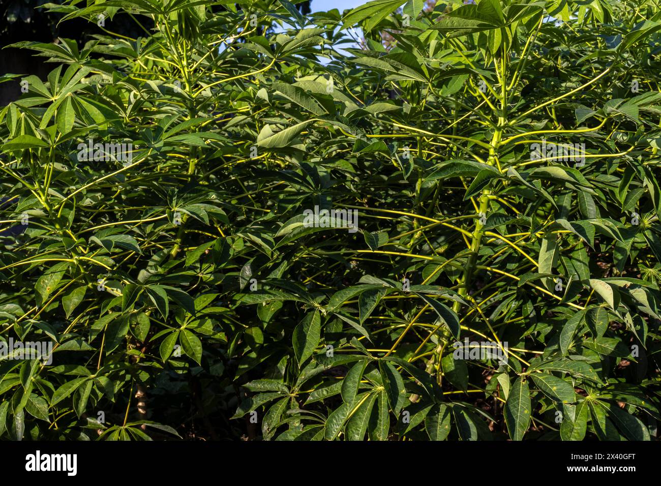 Campo di piante di manioca o manioca nell’azienda a conduzione familiare in Brasile Foto Stock