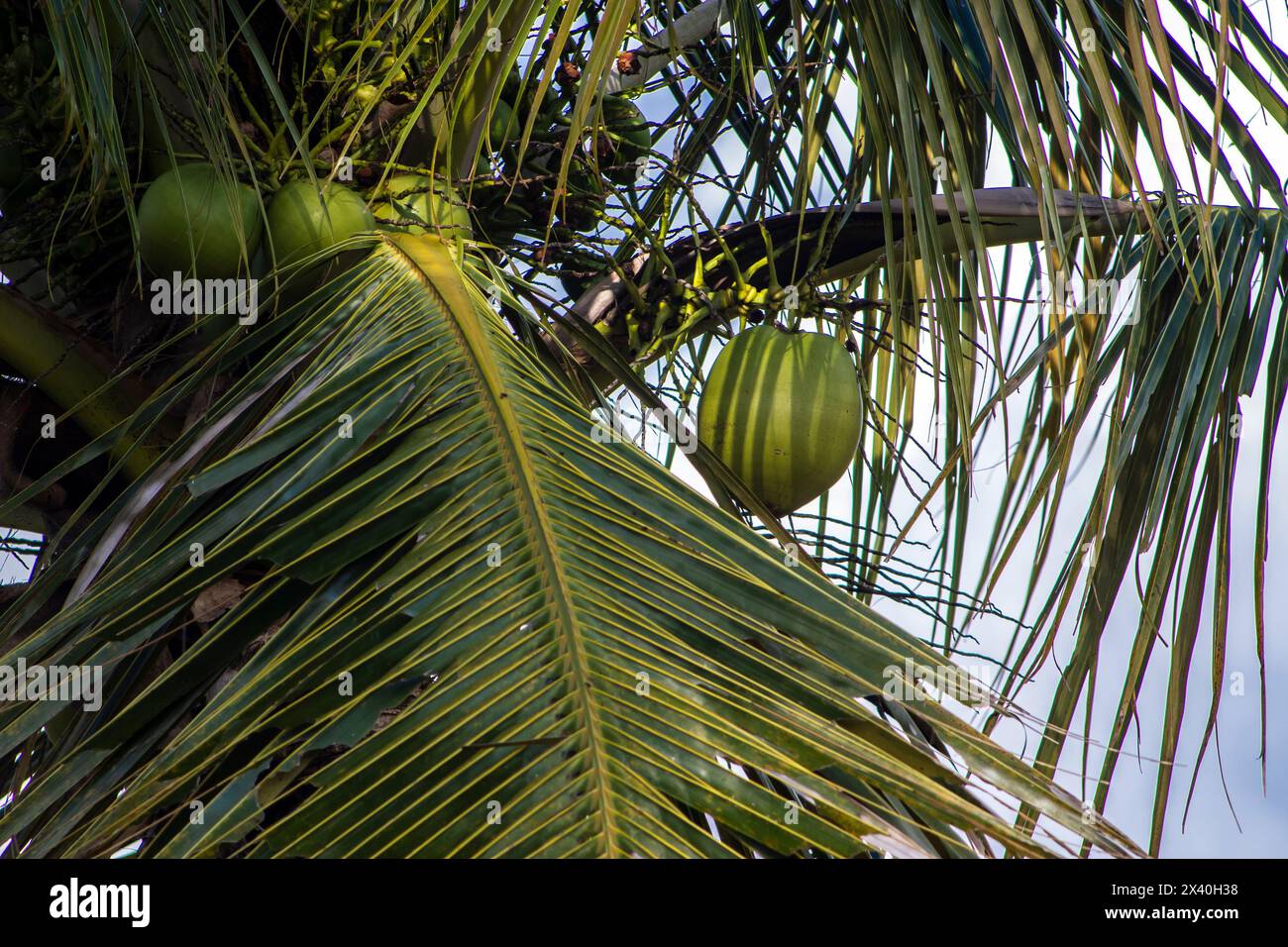 Più vicino gruppo di noci di cocco sull'albero del cielo marino, atmosfera luminosa. Ammasso di noci di cocco su palme da cocco in Brasile Foto Stock