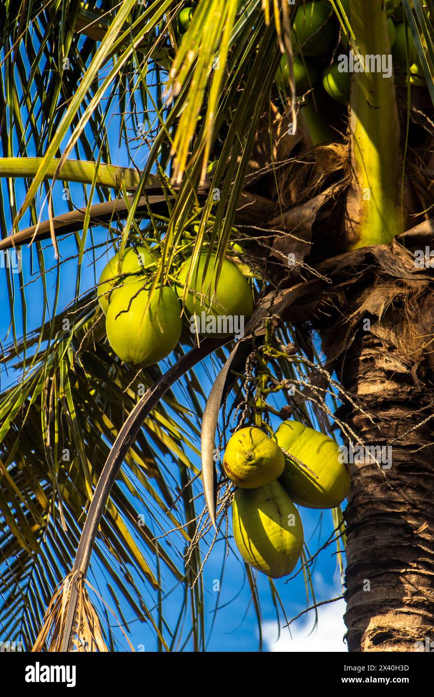 Più vicino gruppo di noci di cocco sull'albero del cielo marino, atmosfera luminosa. Ammasso di noci di cocco su palme da cocco in Brasile Foto Stock