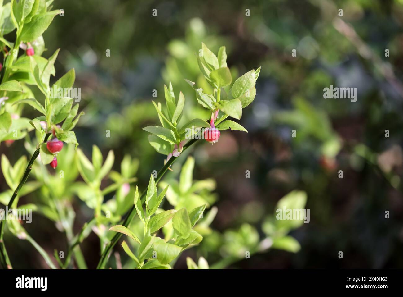 Mirtillo selvatico (Vaccinium myrtillus) in primavera, Regno Unito Foto Stock