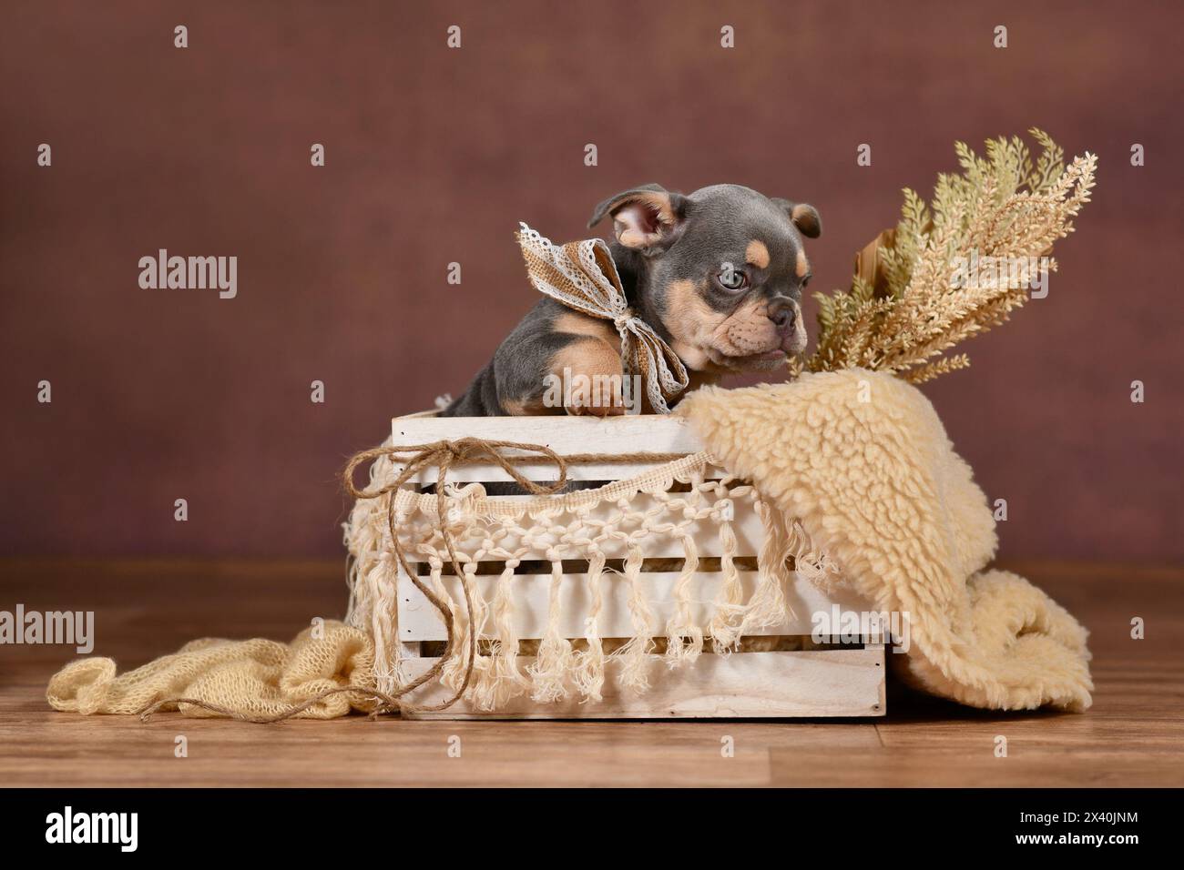 Cucciolo Bulldog francese di colore Lilac Tan in scatola con decorazioni boho davanti a sfondo marrone Foto Stock