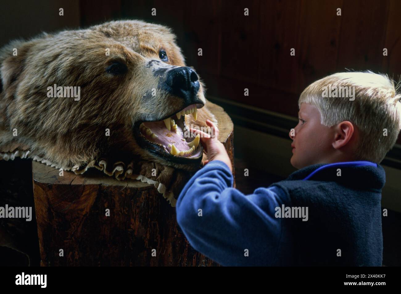 Il ragazzo esamina i denti di un orso bruno dell'Alaska imbottito (Ursus arctos gyas) in un centro naturalistico nel Chugach State Park, Alaska, Stati Uniti Foto Stock