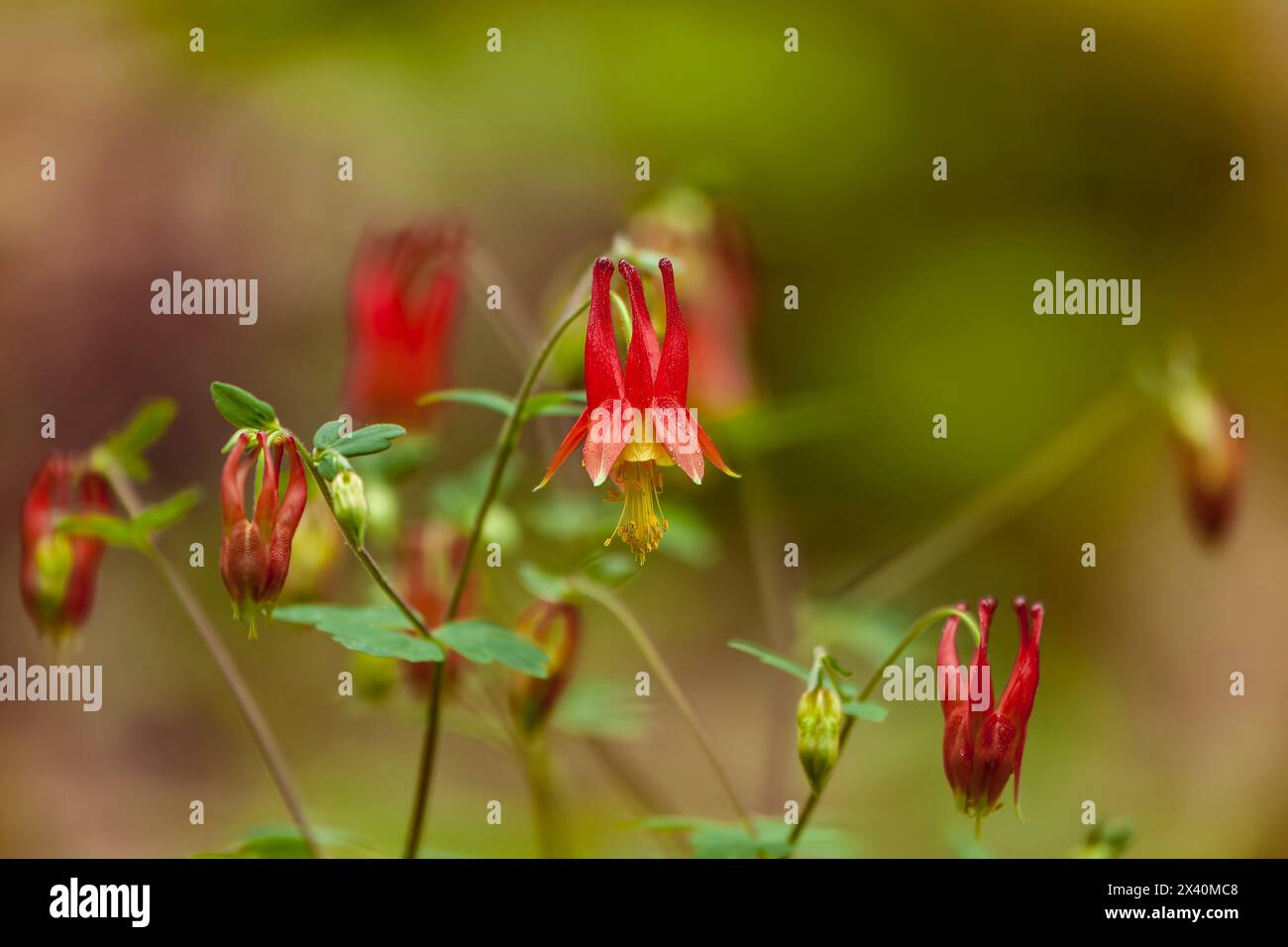 Red Columbine (Aquilegia sp.) In fiore in primavera a Whiteoak affonda nelle Great Smoky Mountains; Tennessee, Stati Uniti d'America Foto Stock