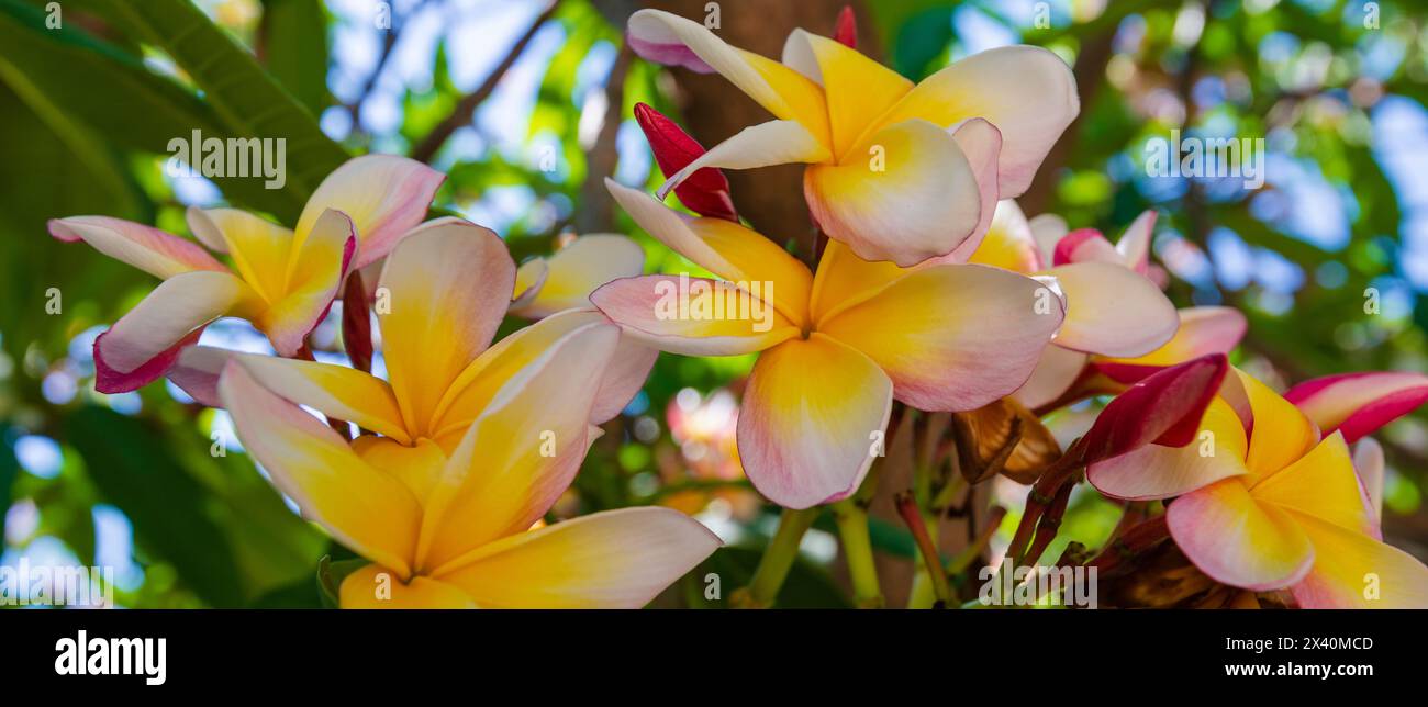 Fiori Frangipani rosa e giallo (Plumeria) presso l'orto botanico; Sicilia, Italia Foto Stock
