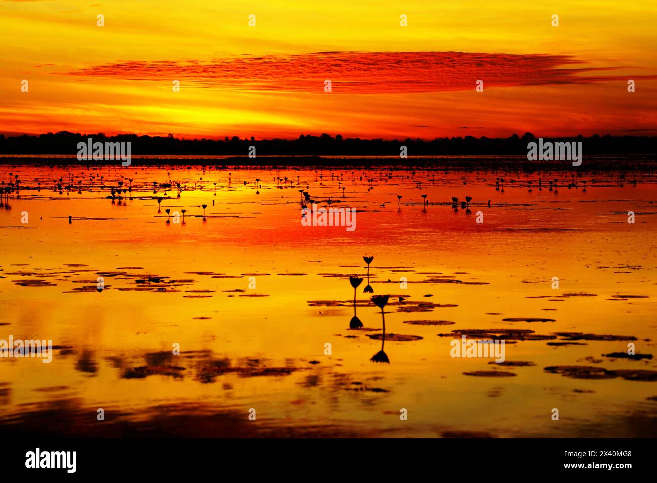 Splendida alba dorata sul lago Pink Lotus; Udon Thani, Thailandia Foto Stock