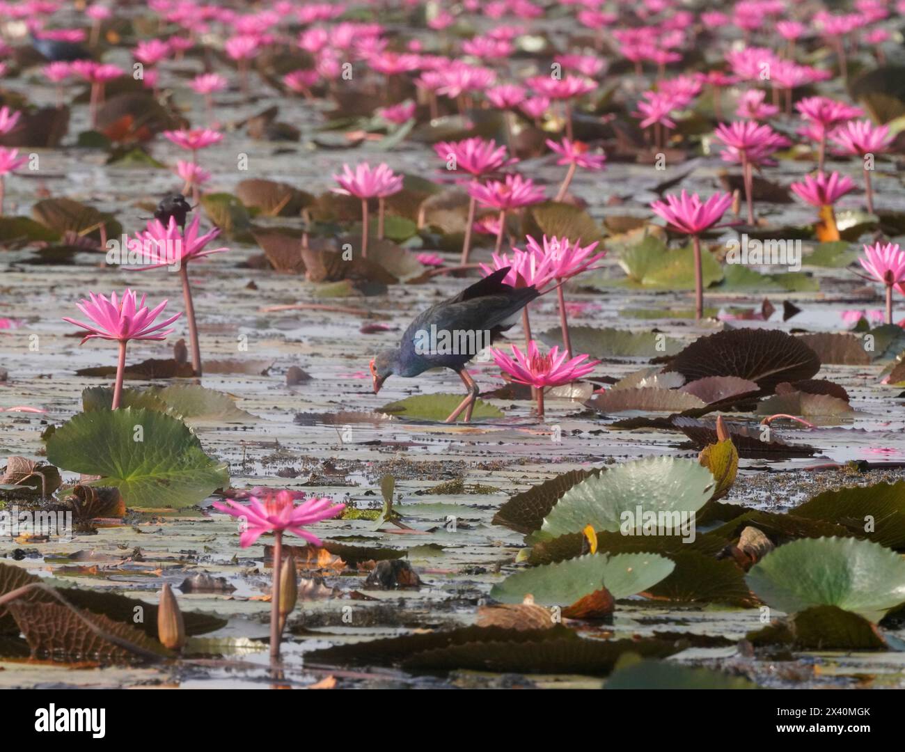 Gallina di palude che attraversa le ninfee rosa (Nymphaea pubescens) nel lago Pink Lotus; Udon Thani, Thailandia Foto Stock