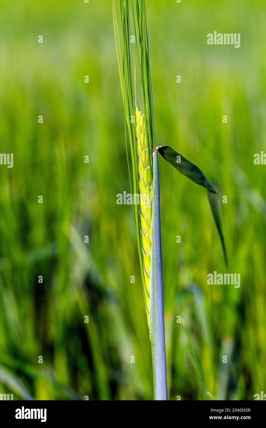 Primo piano di una giovane testa di grano in un campo, ad est di Calgary, Alberta, Canada; Alberta, Canada Foto Stock