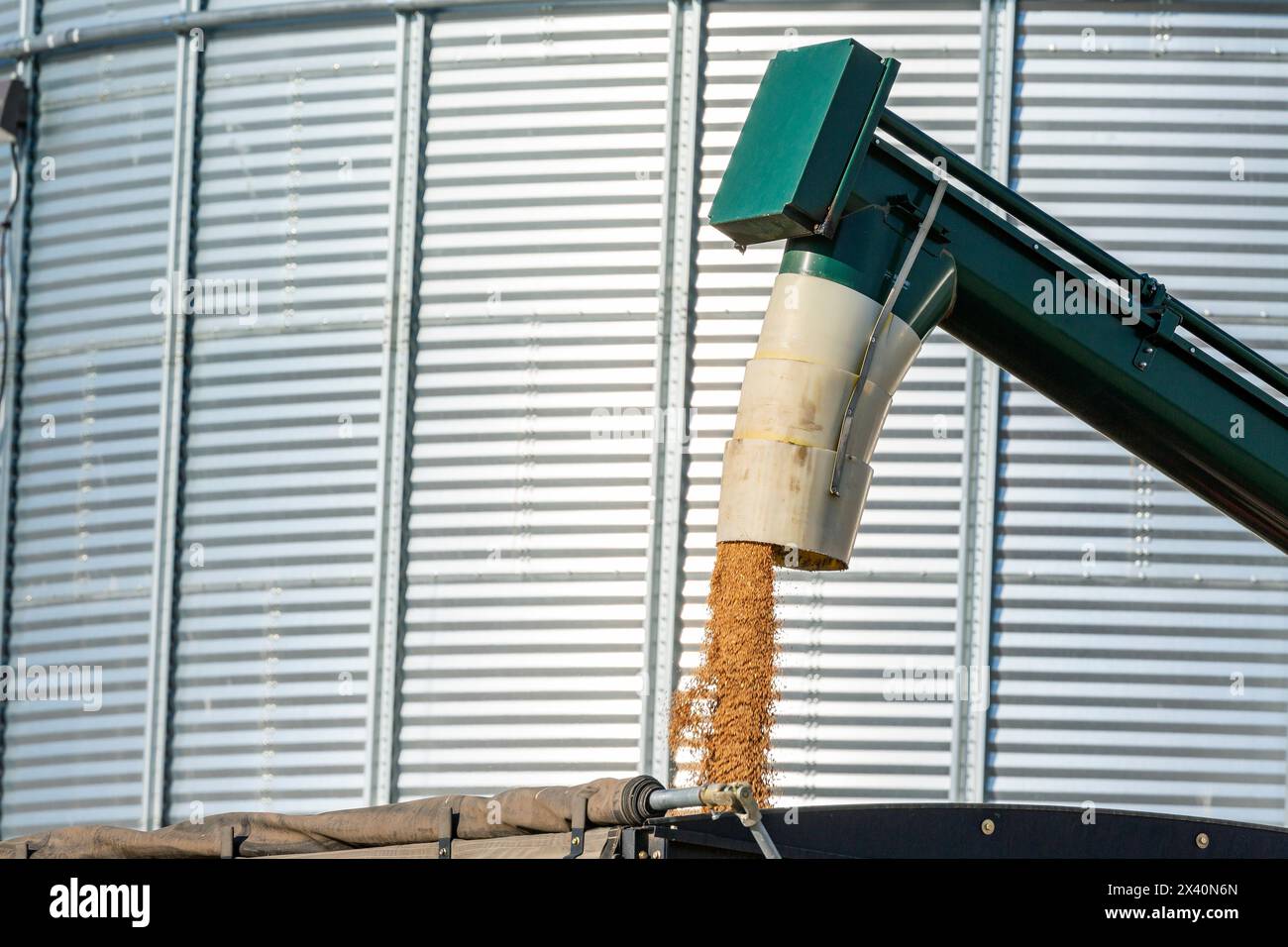 Primo piano di una coclea di grano che riempie un camion con un grande contenitore di grano metallico sullo sfondo, a est di Langdon, Alberta; Alberta, Canada Foto Stock