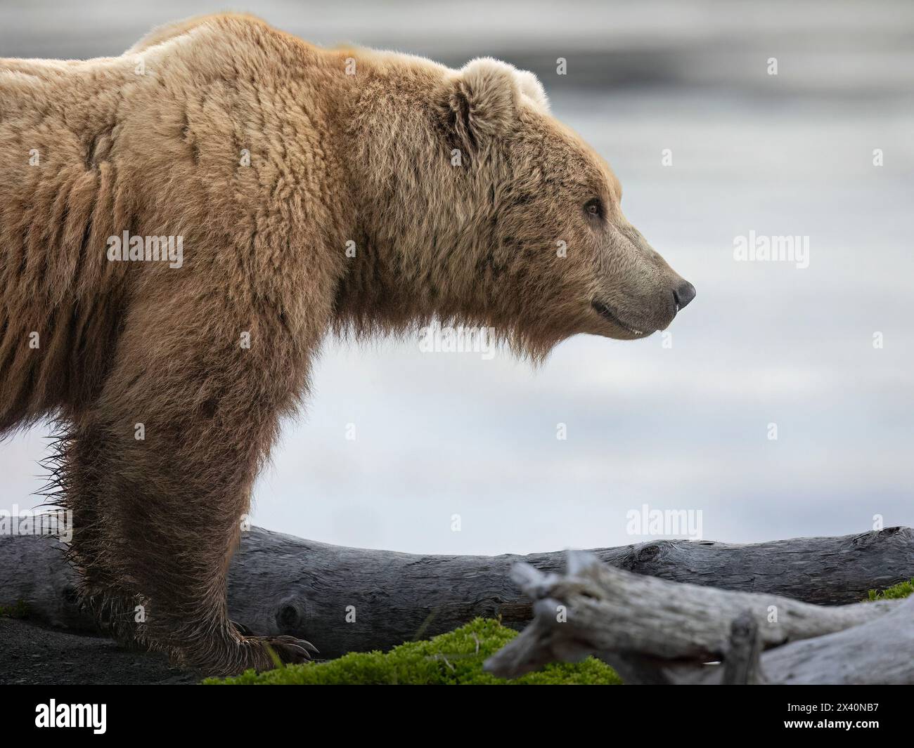 L'orso bruno (Ursus arctos) si ferma su uno spiedo che si estende nel sud-ovest dell'Alaska McNeil Cove; Alaska, Stati Uniti d'America Foto Stock