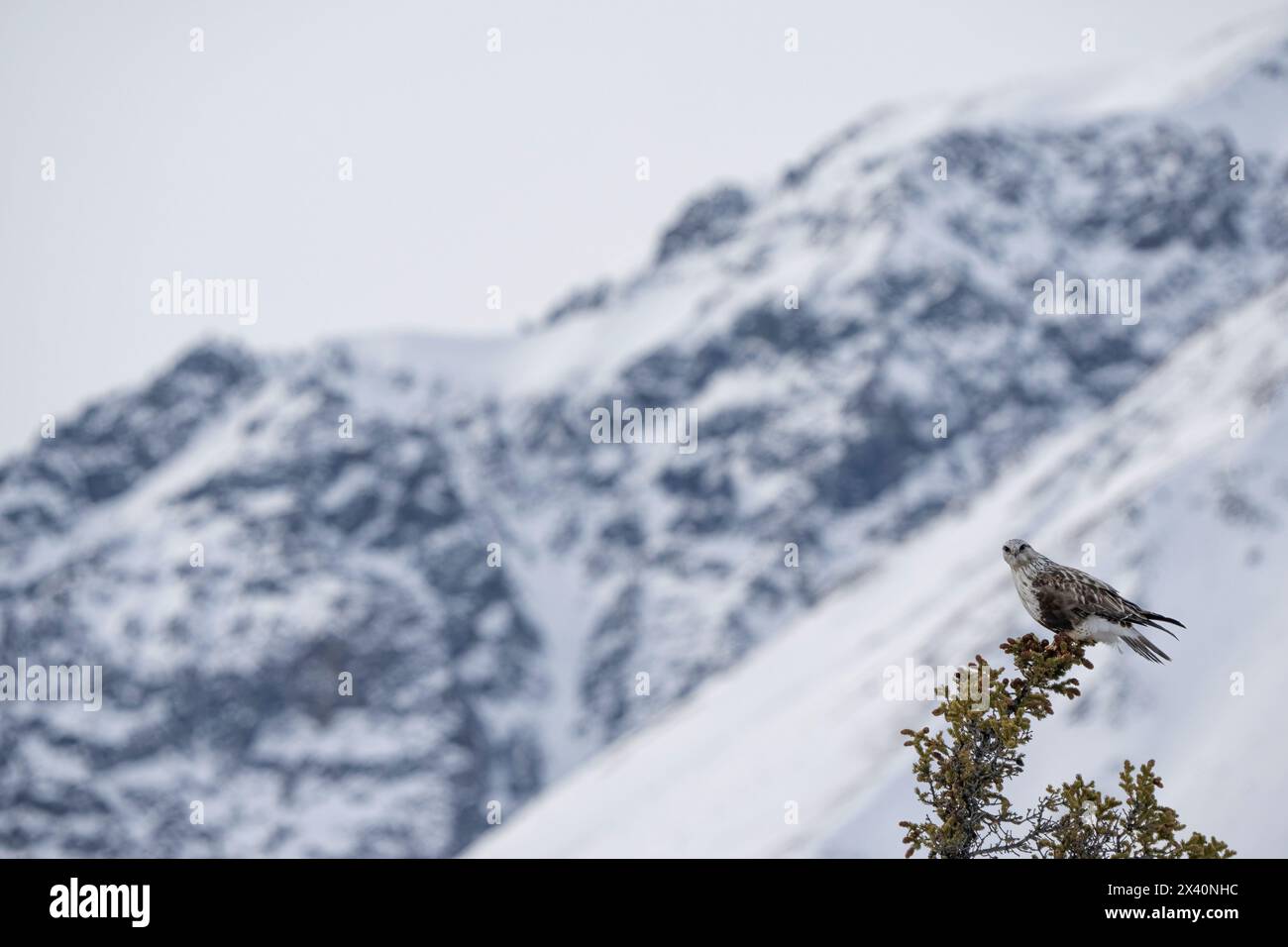 Falco dalle gambe ruvide (Buteo lagopus) arroccato su una cima di un albero con una montagna innevata sullo sfondo; Haines Junction, Yukon, Canada Foto Stock
