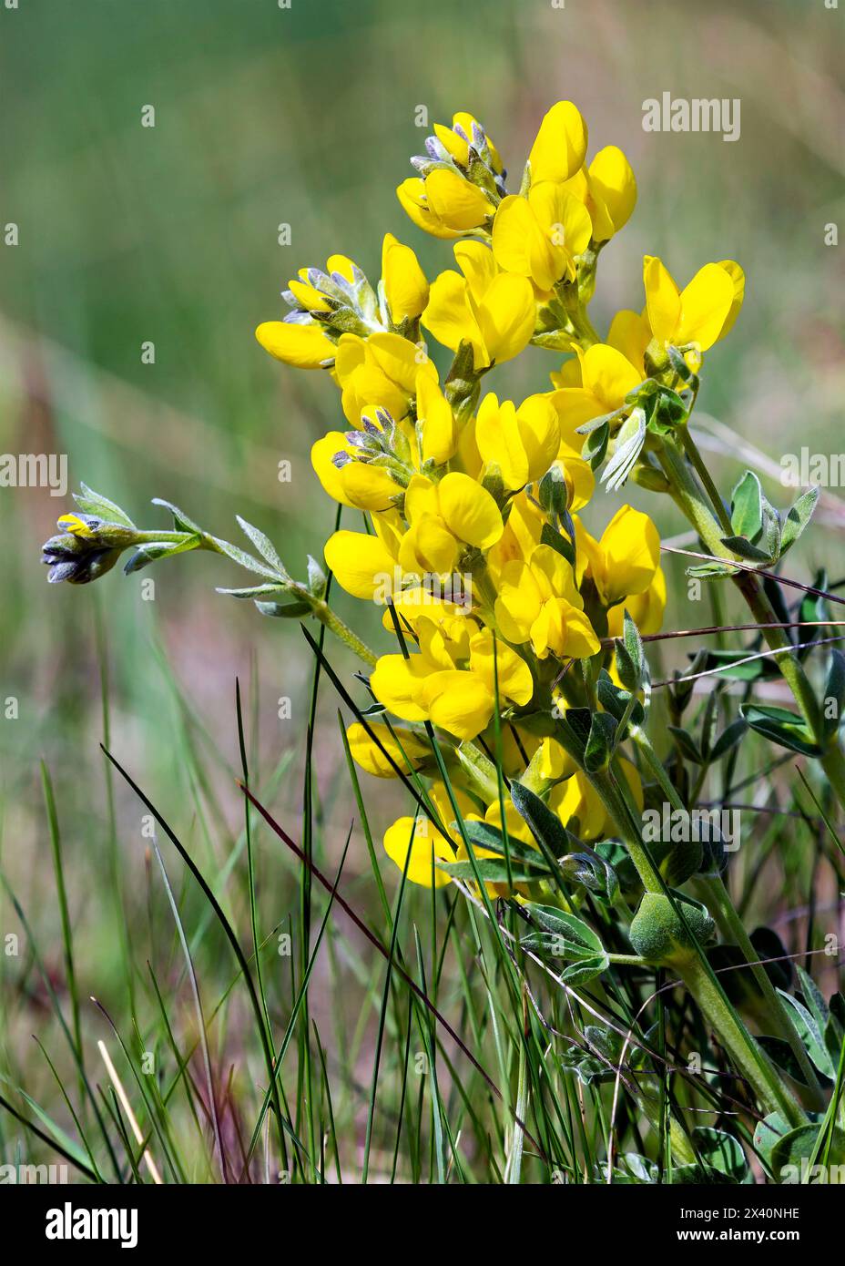 Primo piano di una pianta gialla di fagioli di bufalo in fiore (Thermopsis rhombifolia), chiamata anche Prairie Thermopsis, in piena luce del sole Foto Stock Primo piano di una pianta gialla di fagioli di bufalo in fiore (Thermopsis rhombifolia), chiamata anche Prairie Thermopsis, in piena luce del sole Foto Stock