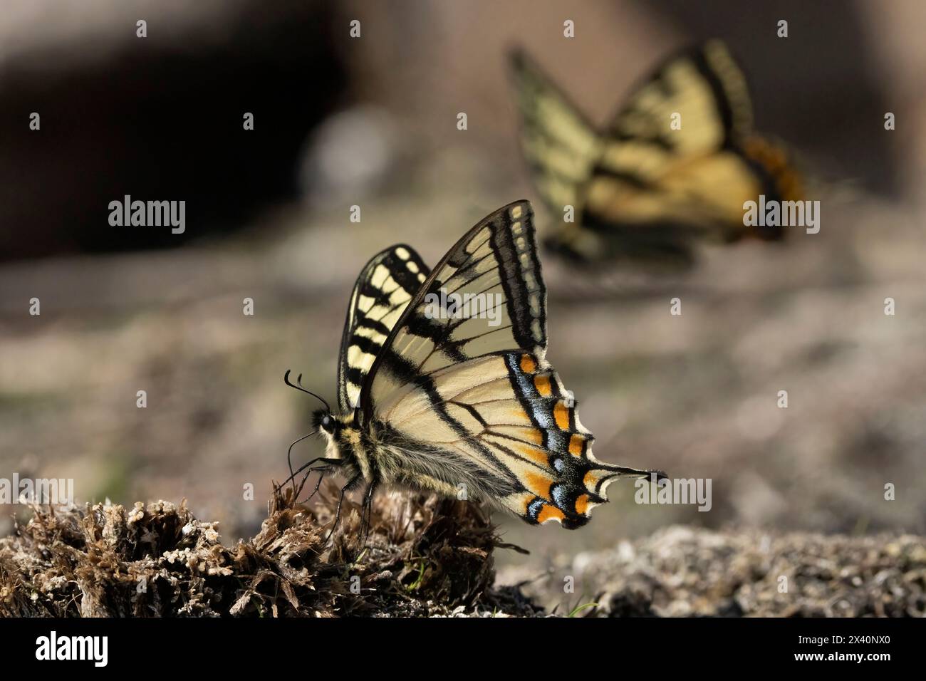Le farfalle a coda di rondine sono grandi e colorate farfalle della famiglia Papilionidae; Whitehorse, Yukon, Canada Foto Stock