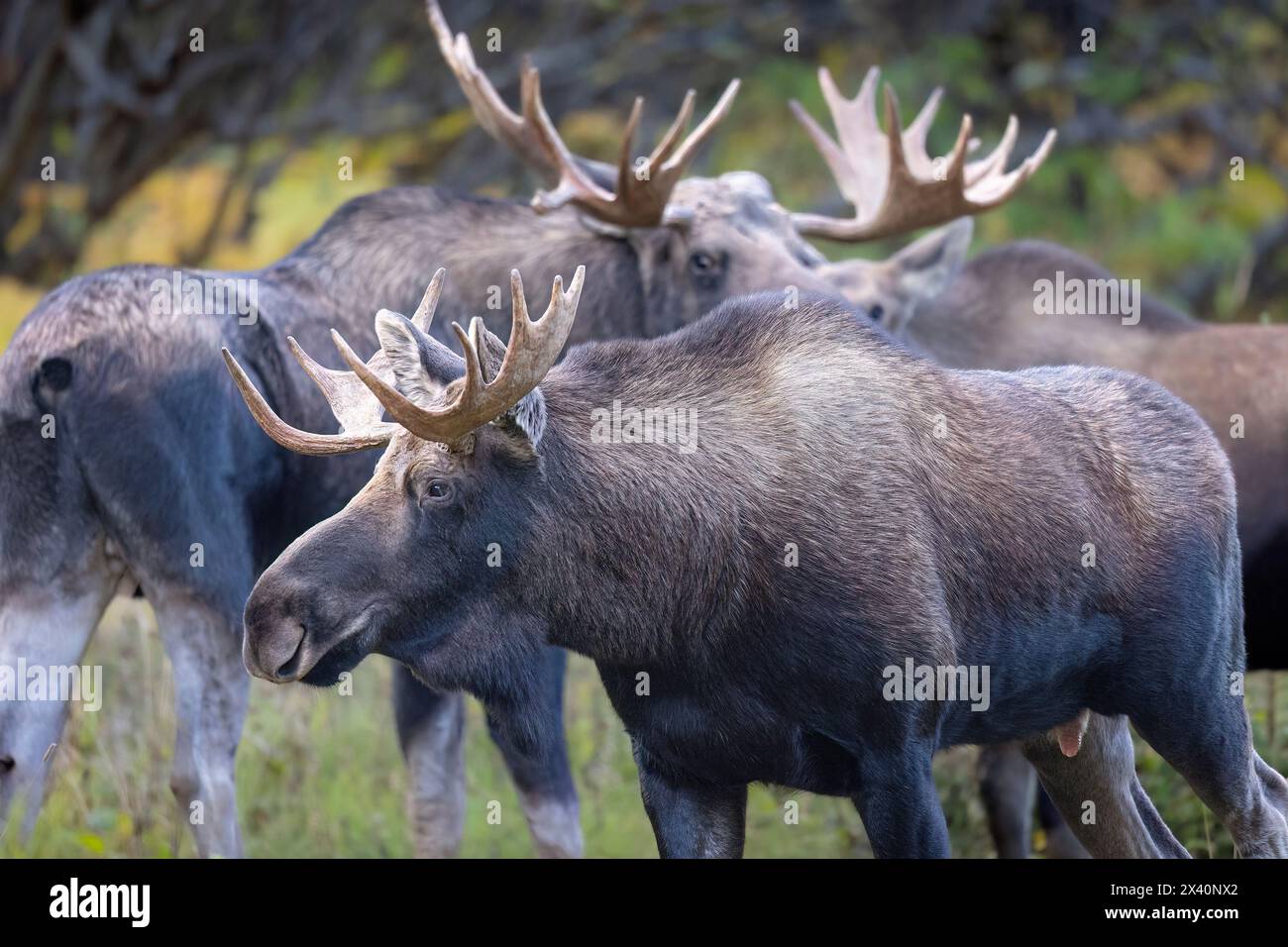 Love Triangle, primo piano di un giovane alce toro "satellite" (Alces alces) passa accanto a un alce mucca e un alce toro più grande, guardando con sospetto, durante... Foto Stock