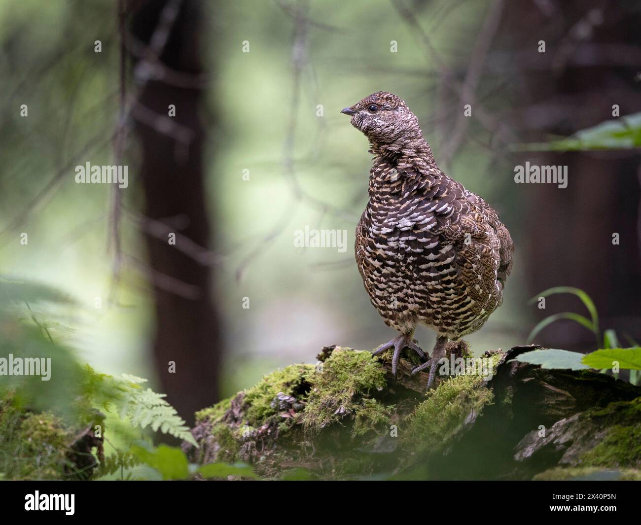 Una femmina di abete rosso (Falcipennis canadensis) si erge attentamente in una stecca di abete dell'Alaska centro-meridionale. Gli uccelli dipendono fortemente dall'abete rosso... Foto Stock