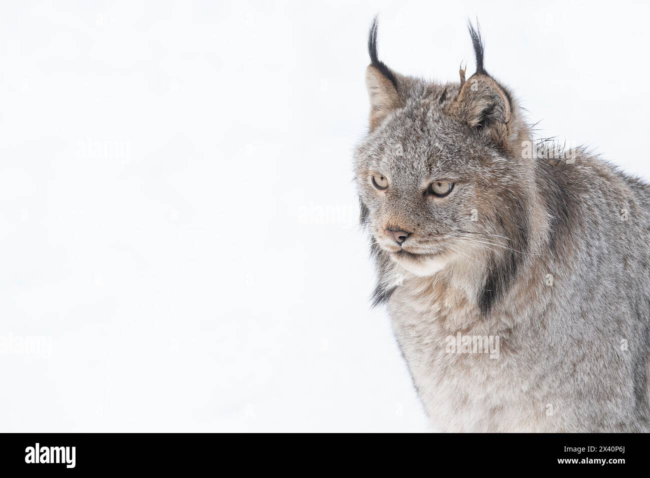Primo piano ritratto di una lince canadese (Lynx canadensis) nella neve; Haines Junction, Yukon, Canada Foto Stock