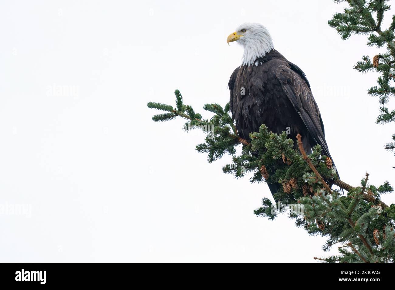 Ritratto ravvicinato di un'aquila calva (Haliaeetus leucocephalus) che guarda dal suo apice su un ramo di albero contro un cielo lavato Foto Stock