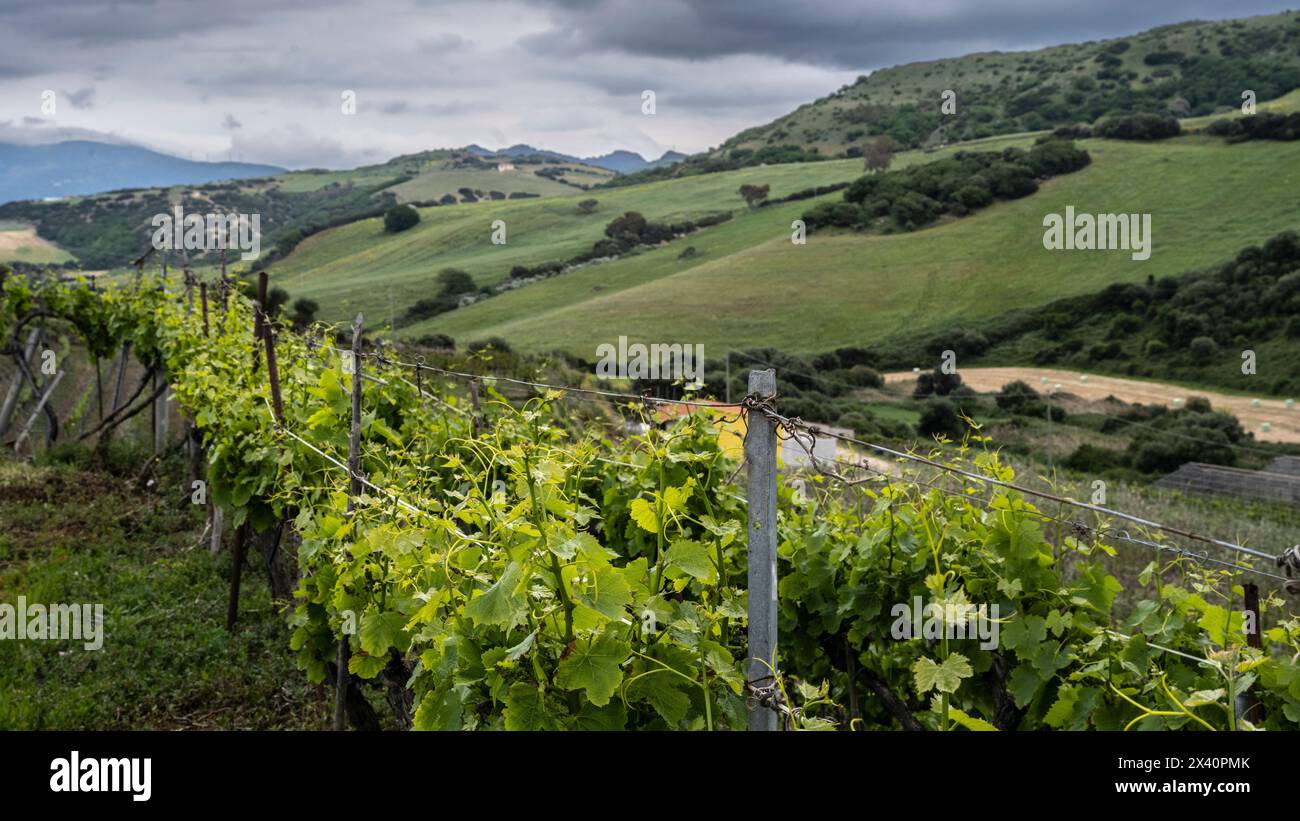 Vegetazione lussureggiante su vigneti in Sardegna; Palau, Sardegna Foto Stock