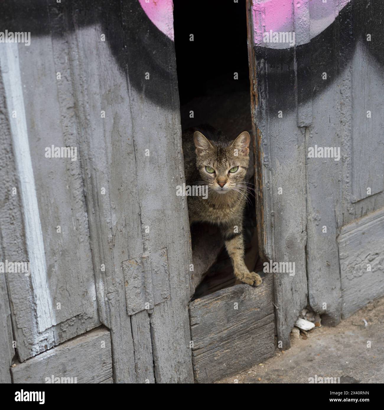 Gatto (Felis silvestris catus) che si affaccia su un'apertura in un muro di legno; Atene, Grecia Foto Stock