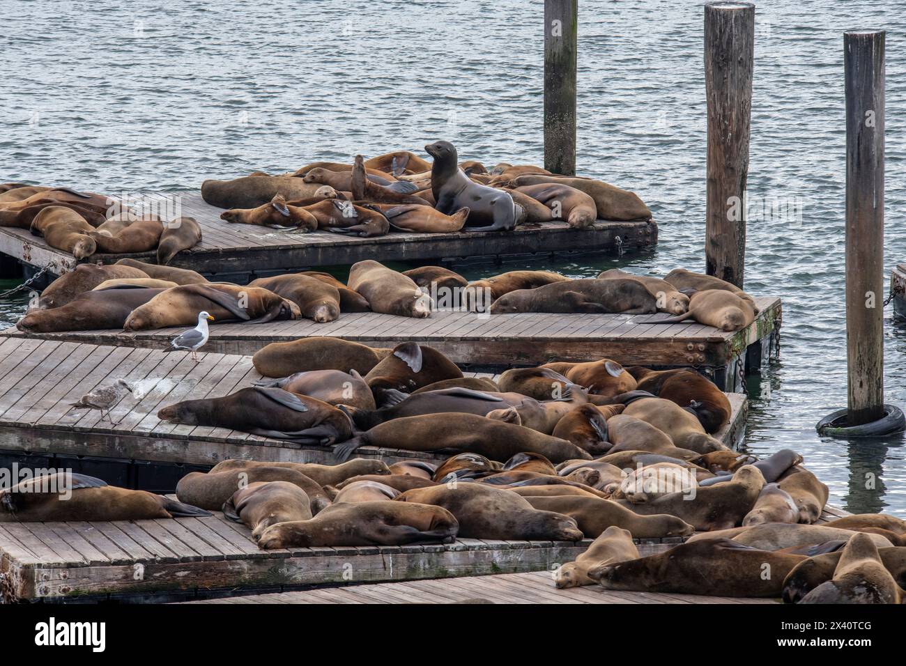 Leoni marini della California (Zalophus californianus) che piombano sulle banchine di trasporto presso l'area di osservazione dei leoni marini al Fisherman's Wharf a San Fransisco, Cali... Foto Stock