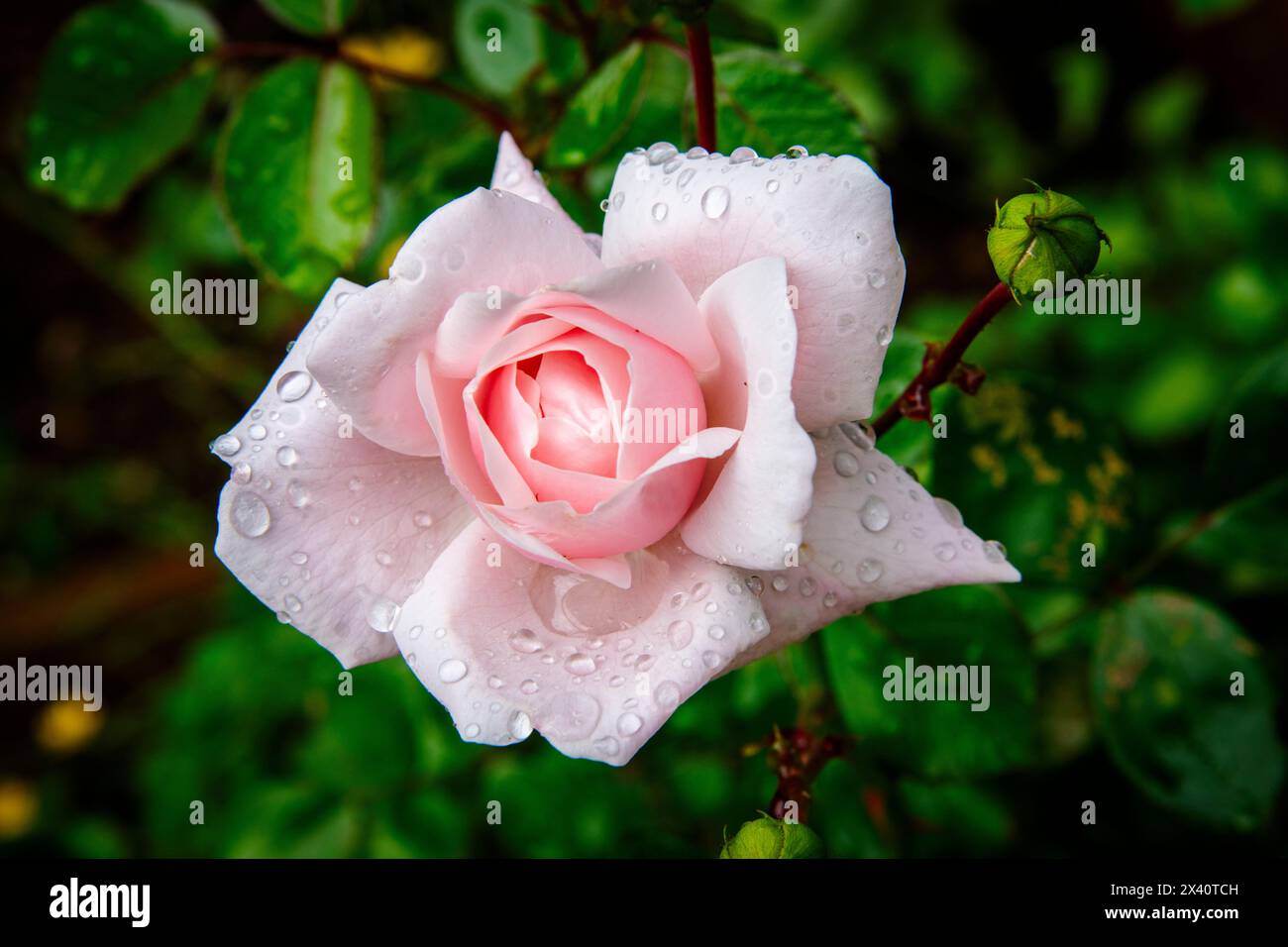 Gocce di rugiada su una rosa classica; Olympia, Washington, Stati Uniti d'America Foto Stock