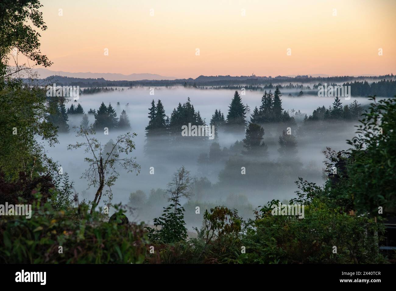 Vista panoramica della nebbia tra gli alberi all'alba nel Pacifico nord-occidentale con le Olympic Mountains sullo sfondo vicino a Tumwater Foto Stock
