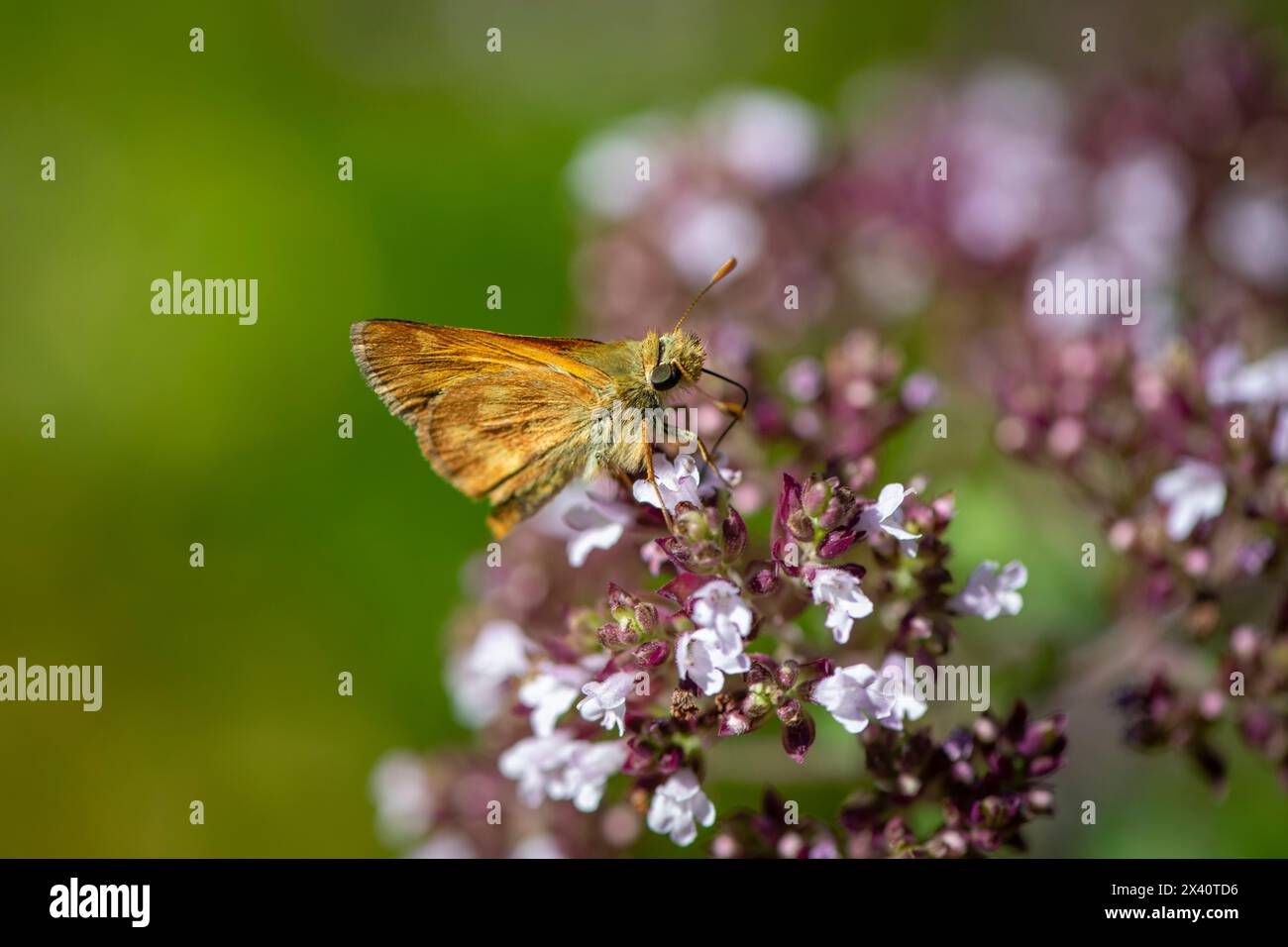 Ritratto ravvicinato di una farfalla Woodland Skipper (Ochlodes sylvanoides) che raccoglie nettare da un fiore da giardino Foto Stock