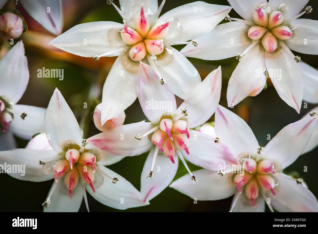 Piccoli fiori di una pianta di giada (Crassula ovata); Olympia, Washington, Stati Uniti d'America Foto Stock