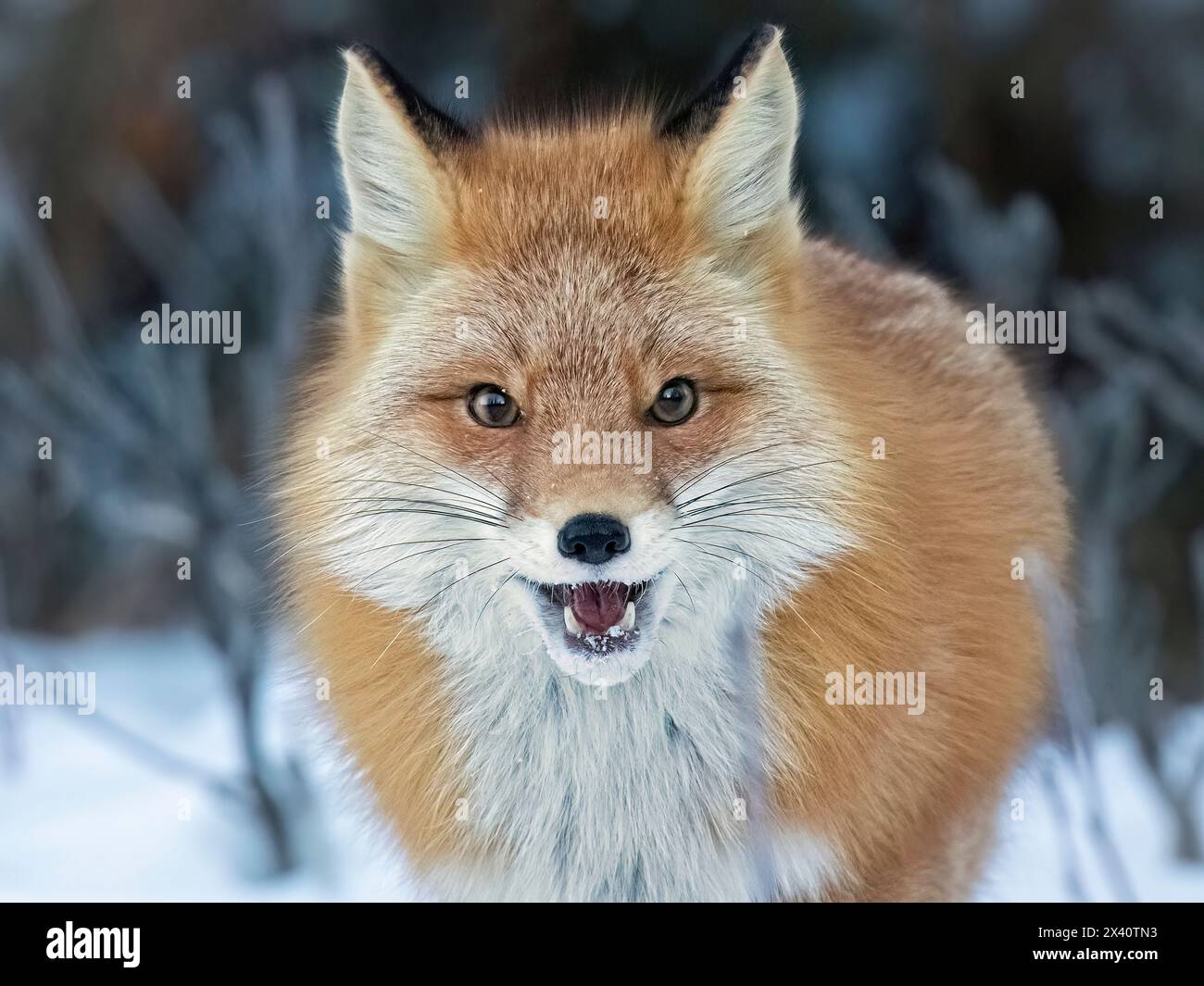 Ritratto ravvicinato di una volpe rossa (Vulpes vulpes) a bocca aperta di fronte al fotografo nell'Alaska centro-meridionale. Le volpi rosse sono grandi cacciatori di... Foto Stock