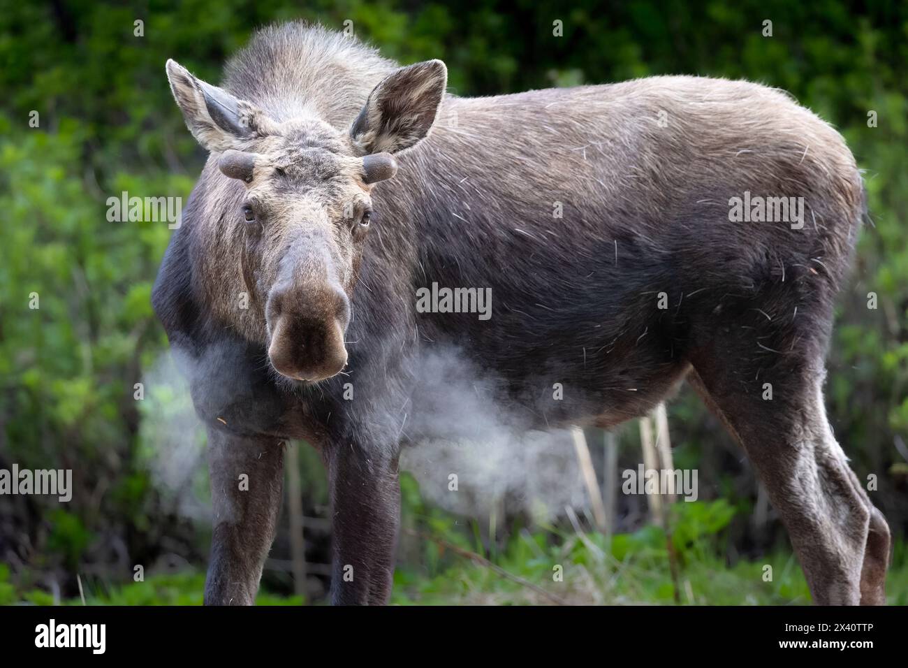 Ritratto ravvicinato di un alce di toro (Alces alces) con pennacchi di respiro e le sue corna appena cominciano ad apparire mentre rivestite in velluto, setole ad un... Foto Stock