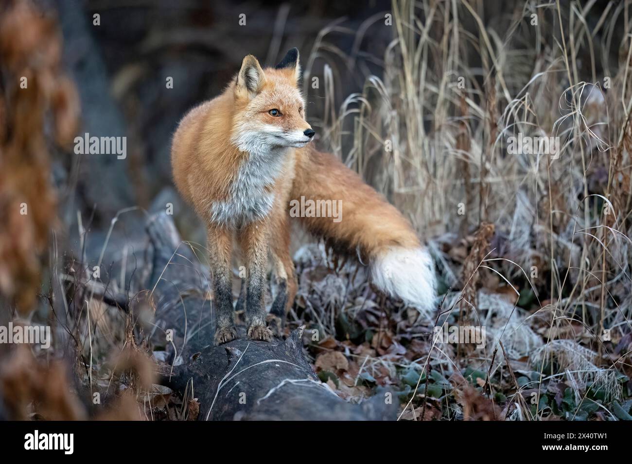 Il ritratto di una volpe rossa (Vulpes vulpes) si ferma e si trova su un tronco mentre caccia in una mattina ghiacciata di ottobre nell'Alaska centro-meridionale Foto Stock