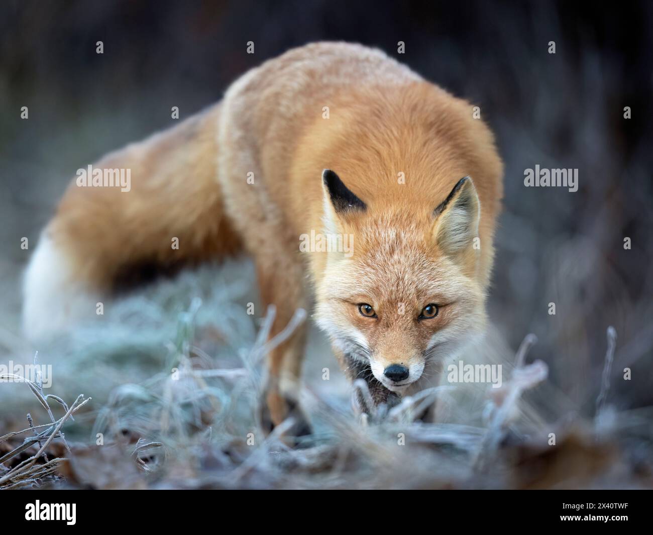 Ritratto di una volpe rossa (Vulpes vulpes) in piedi nell'erba osservando attentamente mentre cacciava in una fredda mattina di ottobre nell'Alaska centro-meridionale Foto Stock