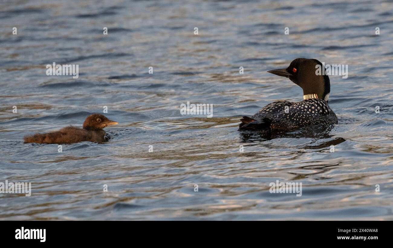 Common loon (Gavia immer), in nidificazione del piumaggio, e un pulcino che nuota fianco a fianco sull'acqua; Lake of the Woods, Ontario, Canada Foto Stock