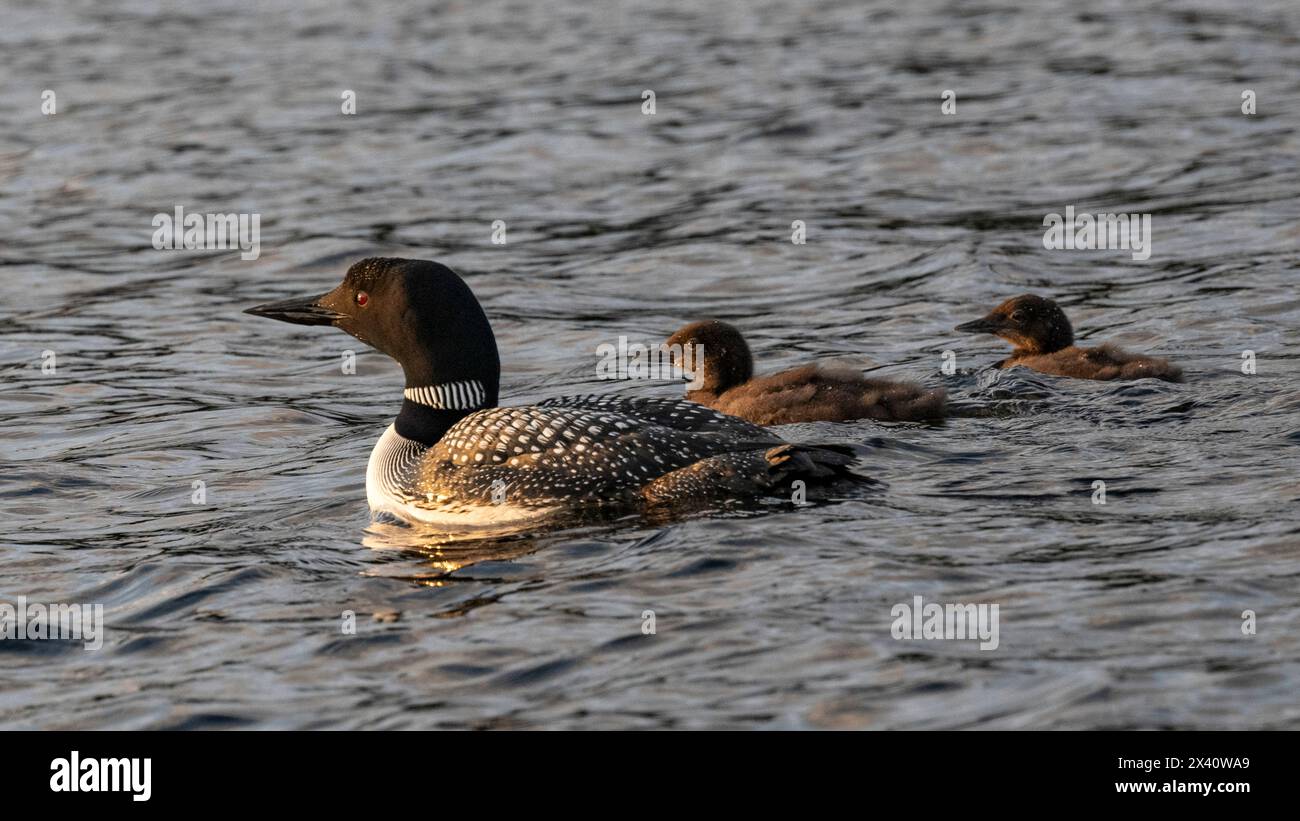 Common loon (Gavia immer), in nidificazione plumage, e due pulcini che nuotano fianco a fianco; Lake of the Woods, Ontario, Canada Foto Stock