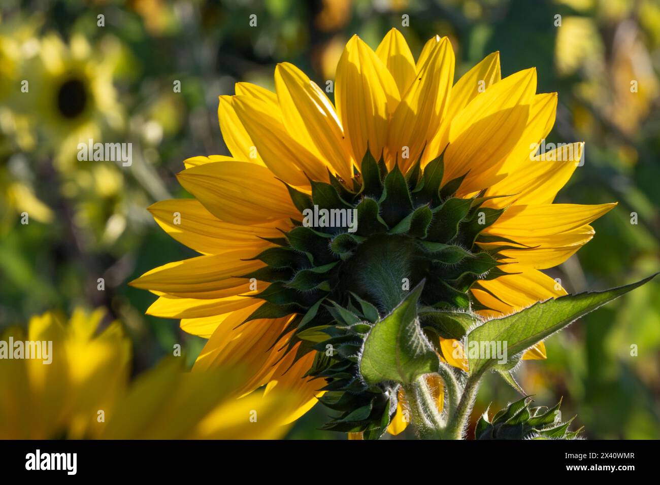 Girasole (Helianthus annuus) retroilluminato dalla luce del sole; Isola di Vancouver, Columbia Britannica, Canada Foto Stock