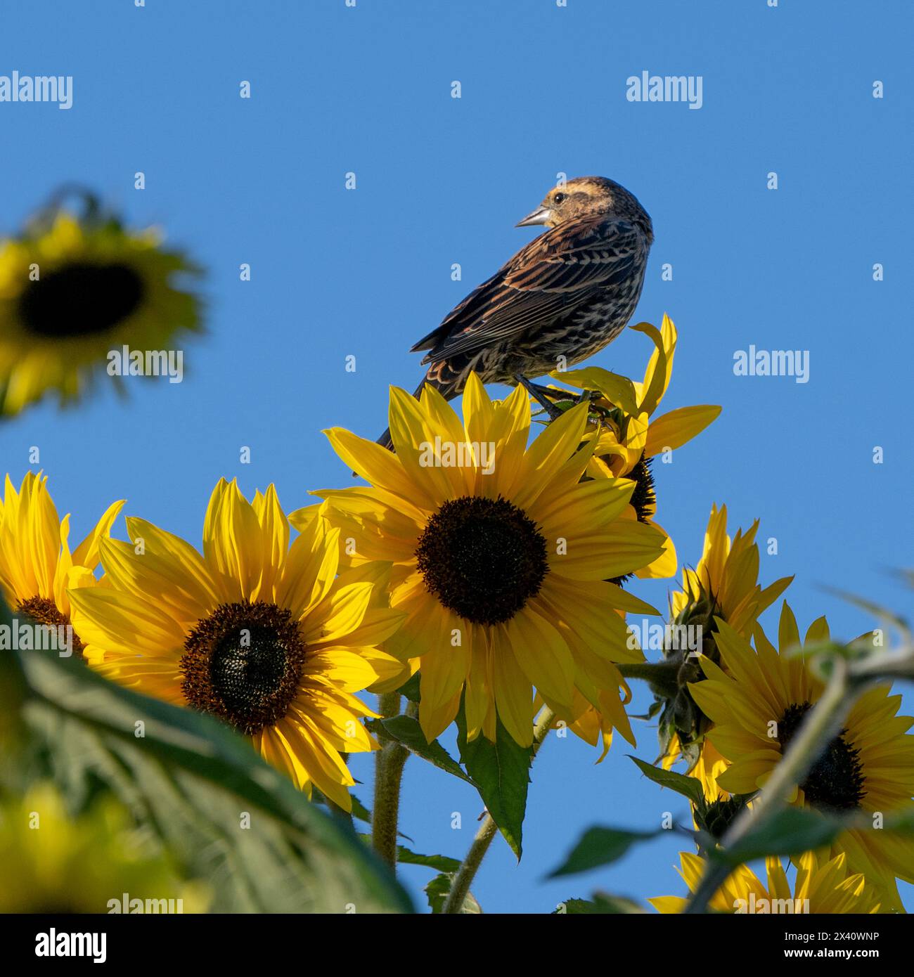 Uccello arroccato su un girasole (Helianthus annuus) retroilluminato dalla luce del sole con un cielo blu; Isola di Vancouver, Columbia Britannica, Canada Foto Stock