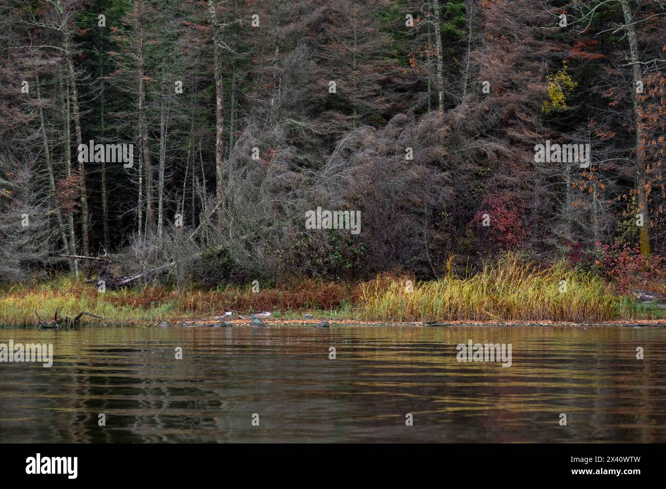 Alberi morti lungo il litorale di un lago, con uno inclinato in basso in una posizione quasi caduta; Lake of the Woods, Ontario, Canada Foto Stock