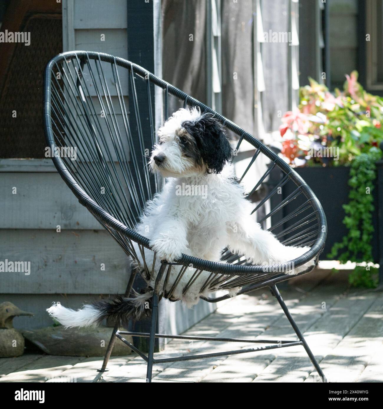 Ritratto all'aperto di un cane su una sedia; Lake of the Woods, Ontario, Canada Foto Stock