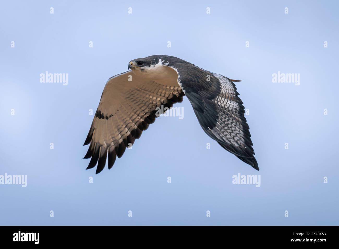 Augur buzzard (Buteo augur) vola attraverso il cielo azzurro del Serengeti National Park; Tanzania Foto Stock