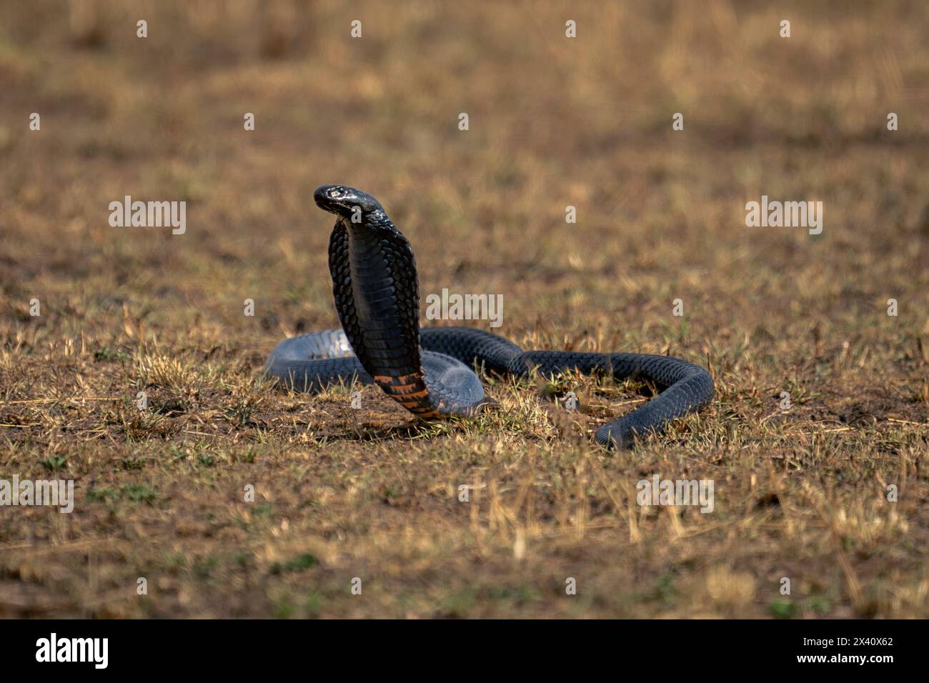 Il cobra sputante dal collo nero (Naja nigricollis) si solleva dall'erba nel Parco Nazionale del Serengeti; Tanzania Foto Stock