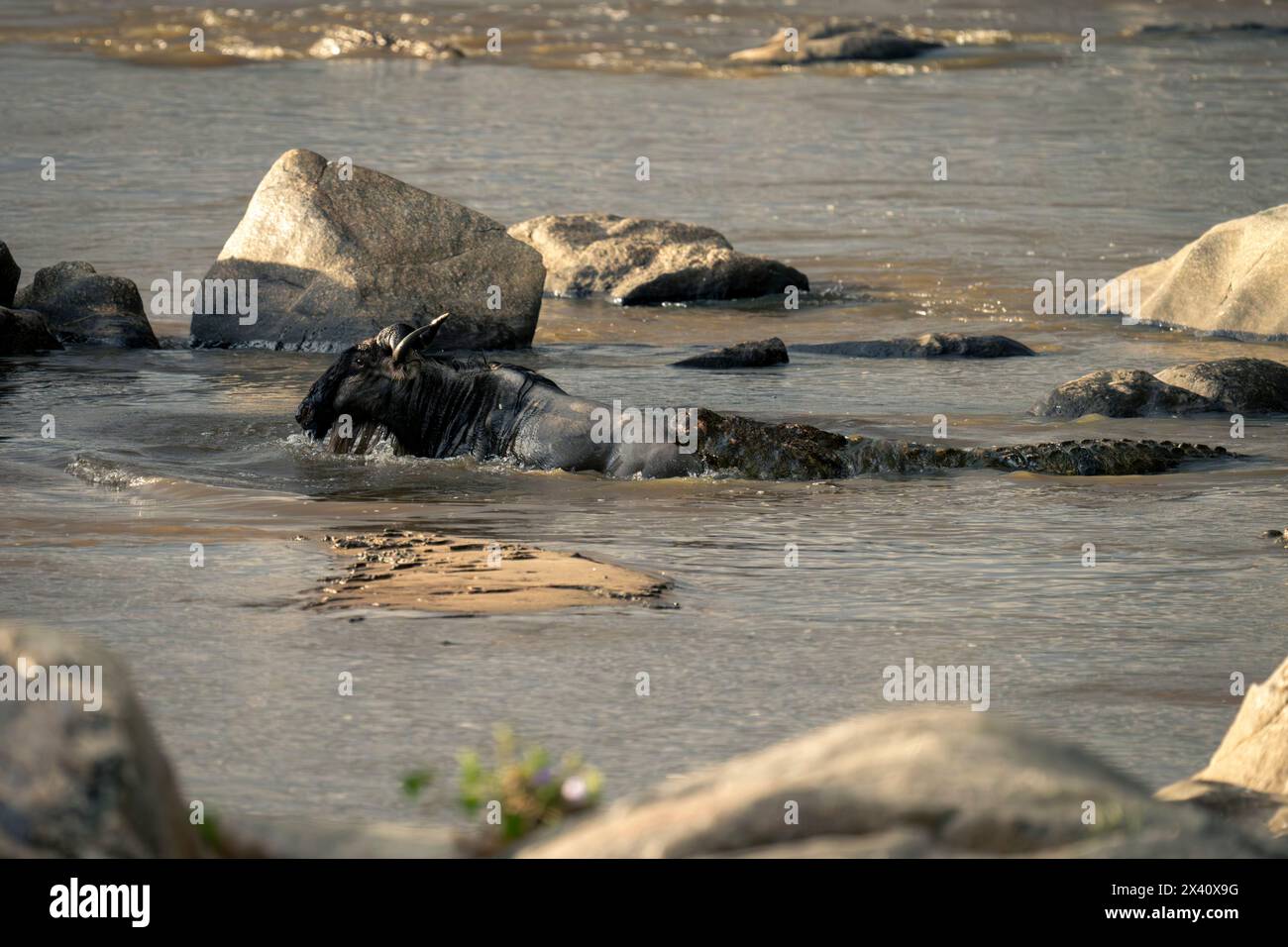 GNU blu (Connochaetes taurinus) che lotta per sfuggire al coccodrillo del Nilo (Crocodylus niloticus) in un fiume nel Parco Nazionale del Serengeti; Tanzania Foto Stock