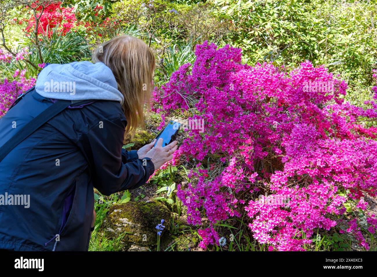 Donna che fotografa e identifica piante e fiori, sul suo cellulare, Regno Unito Foto Stock