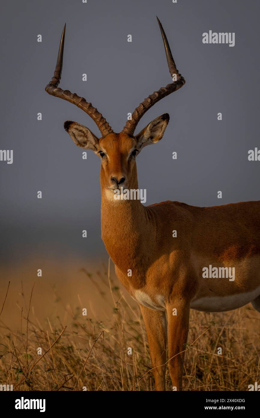 Primo piano dell'impala comune maschile (Aepyceros melampus) che guarda l'obiettivo nel Parco Nazionale del Serengeti; Tanzania Foto Stock