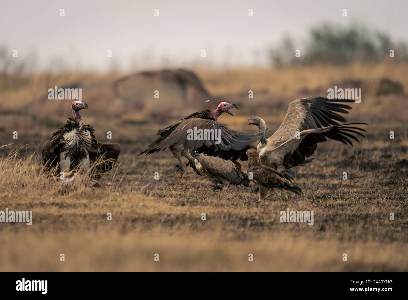 Avvoltoi a faccia di Lappet (Torgos tracheliotos) e avvoltoi a schiena bianca (Gyps africanus) che combattono per le carcasse nel Parco Nazionale del Serengeti; Tanzania Foto Stock