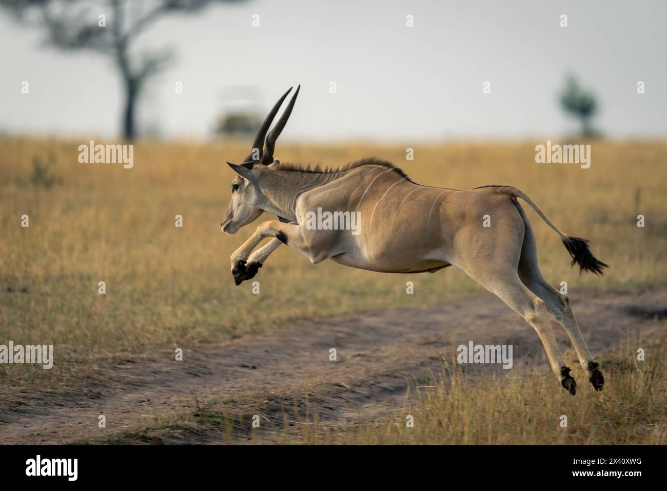 Terra comune maschile (Taurotragus oryx) che salta attraverso la pista sterrata nel Parco Nazionale del Serengeti; Tanzania Foto Stock